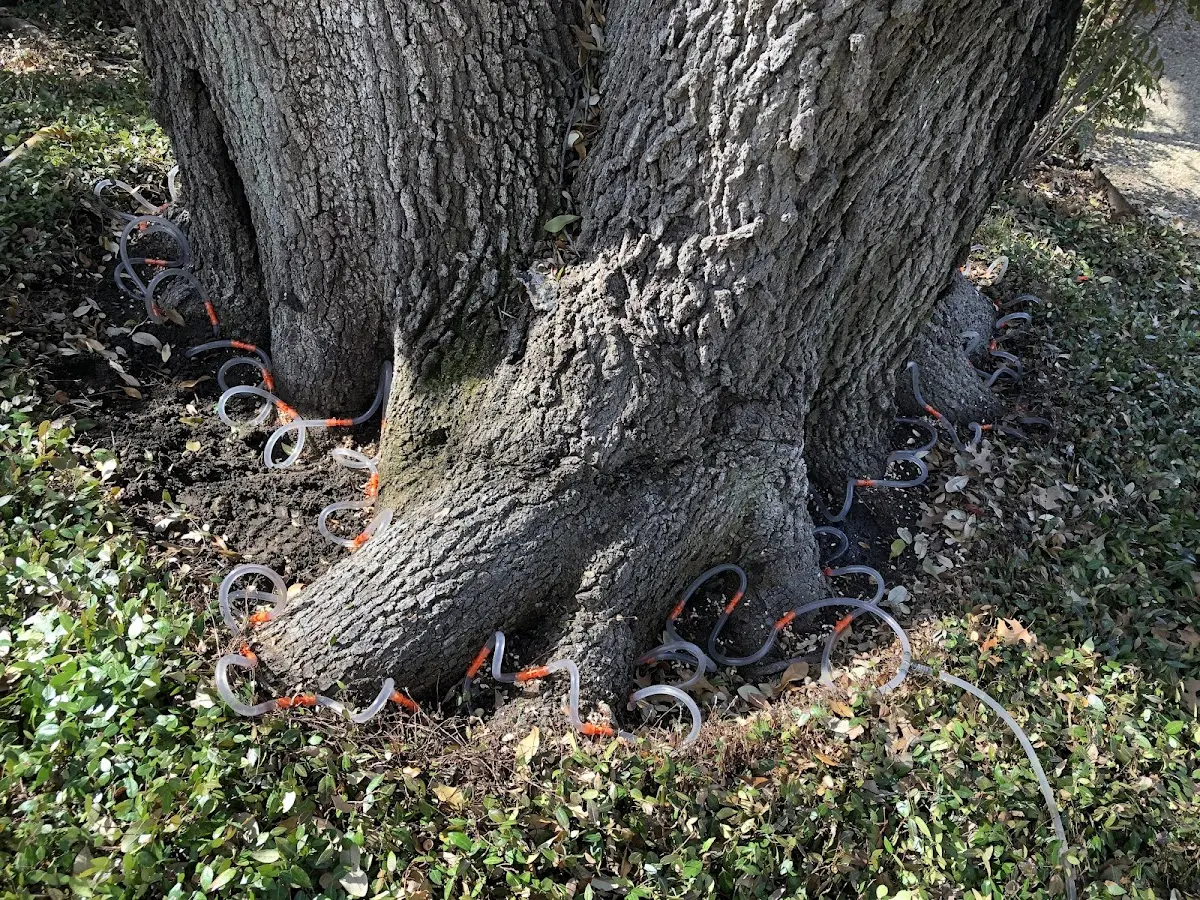 Detailed Tree Cabling and Bracing job site in Ewing